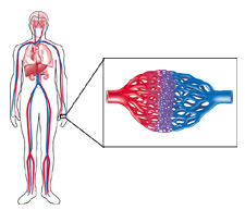 heart blood vessels
