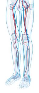 vein system